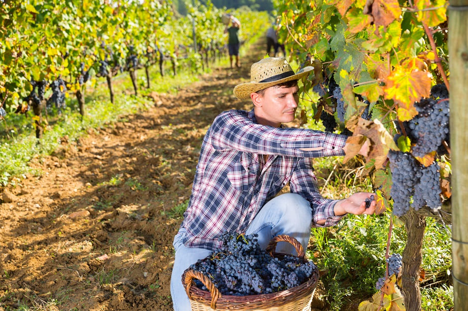 イタリアの個性的な生産者が造るワイン